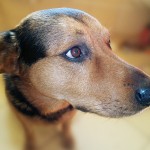 Shep photograph 2